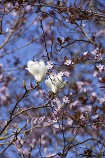 Magnolia × soulangeana 'Alba Superba', Magnolia tree