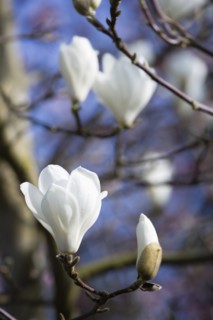 Magnolia × soulangeana 'Alba Superba', Magnolia tree