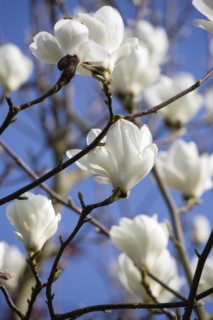 Magnolia × soulangeana 'Alba Superba', Magnolia tree