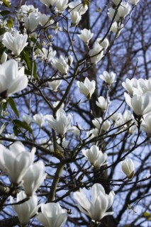 Magnolia × soulangeana 'Alba Superba', Magnolia tree