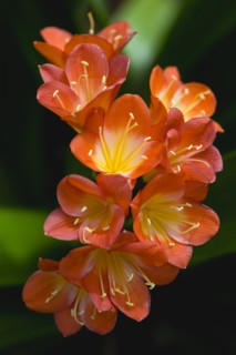 Clivia miniata, Natal lily