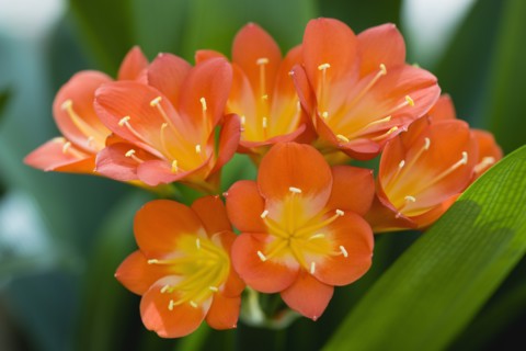 Clivia miniata, Natal lily