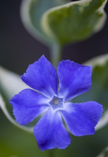 Vinca minor 'Variegata', Variegated common periwinkle