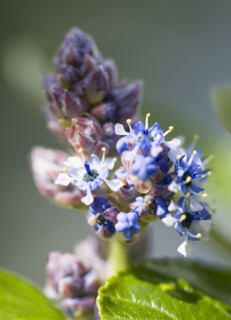 Ceanothus, Californian lilac