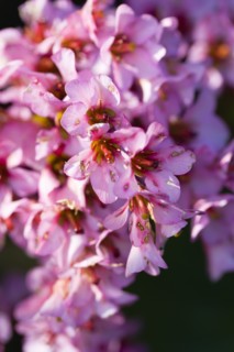 Bergenia, Elephant's ears