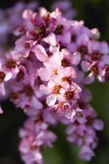 Bergenia, Elephant's ears