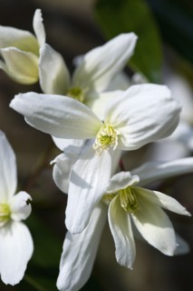 Clematis armandii, Armand clematis