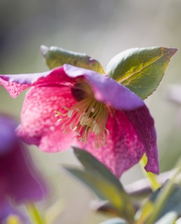 Helleborus orientalis, Hellebore