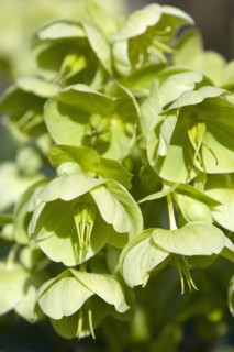 Helleborus, Hellebore, Lenten rose