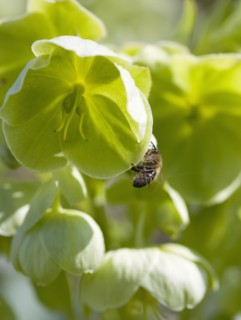 Helleborus, Hellebore, Lenten rose