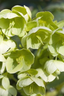 Helleborus, Hellebore, Lenten rose