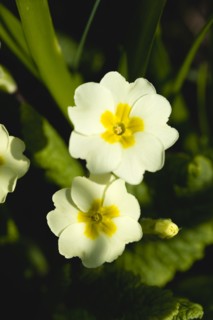Primula vulgaris, Primrose
