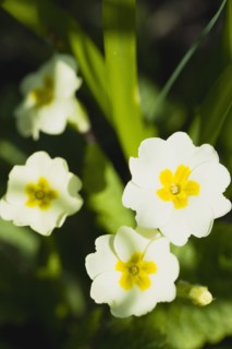 Primula vulgaris, Primrose