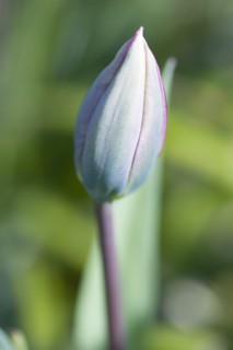 Tulipa, Tulip