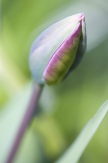 Tulipa, Tulip
