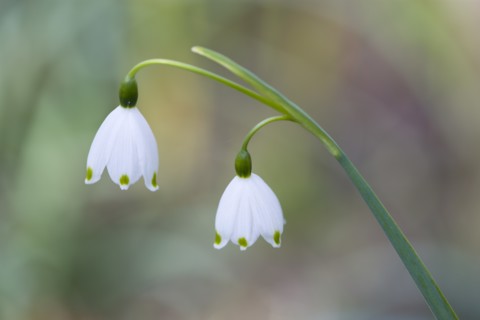 Leucojum vernum, Spring snowflake