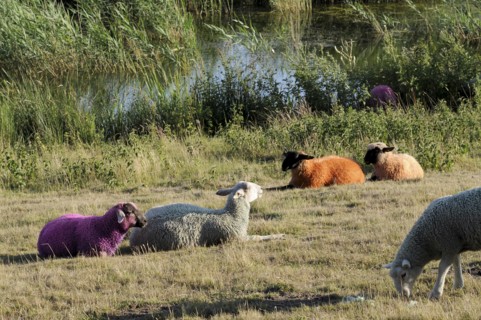 England, Suffolk, Southwold, Latitude Festival Dyed sheep beside the lake. Photo : Bob Battersby