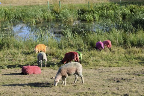 England, Suffolk, Southwold, Latitude Festival Dyed sheep beside the lake. Photo : Bob Battersby