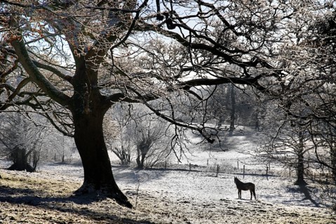 Ireland, County Sligo, Markree, Castle grounds horse standing in frost covered landscape with
