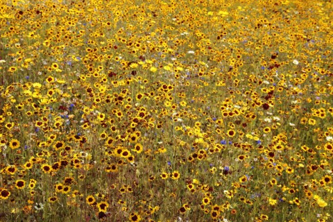 England, London, Stratford Olympic Park Naturalistic meadow planting using per-annual plants from