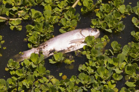Bangladesh, Dhaka, Gulshan Lake Fish dead on surface of polluted inner city lake. 
Photo Nic I