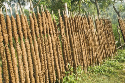 Bangladesh, Rajshahi, Sticks of cow dung drying in the sun to be used as fuel. 
Photo Nic I Anson