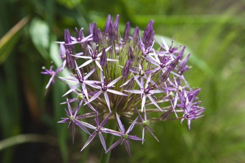 Plants, Flowers, Allium, Close up detail of Allium Christophii. 
Photo Zhale Naoka Gibbs / Eye