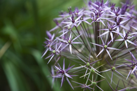 Plants, Flowers, Allium, Close up detail of Allium Christophii. 
Photo Zhale Naoka Gibbs / Eye