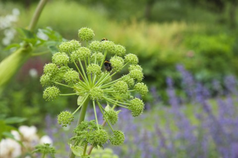 Plants, Flowers, Angelica, Close up of Bees on Angelica Gigas flower. 
Photo Zhale Naoka Gibbs /