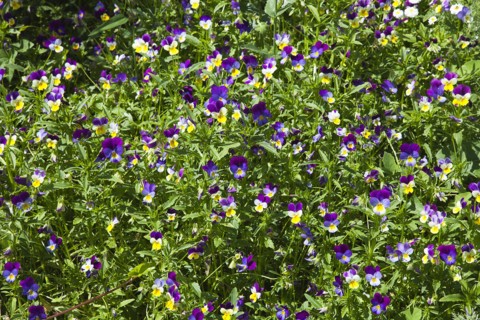 Plants, Flowers, Pansy, Pansy Viola wittrockiana growing wild in garden. 
Photo Zhale Naoka Gibbs