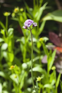 Plants, Flowers, Verbena, Cose up of Verbena Bonariensis flower. 
Photo Zhale Naoka Gibbs / Eye