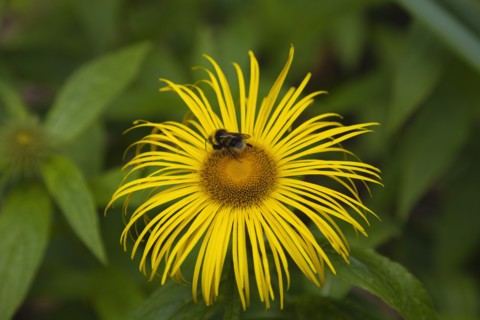 Plants, Flowers, Inula Hookeri, Bee on yellow coloured Inula Hookeri flower. 
Photo Zhale Naoka