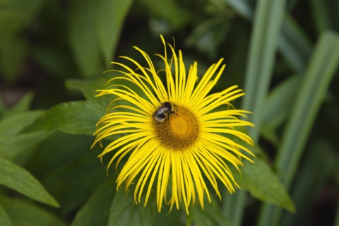 Plants, Flowers, Inula Hookeri, Bee on yellow coloured Inula Hookeri flower. 
Photo Zhale Naoka