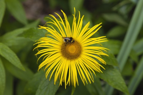 Plants, Flowers, Inula Hookeri, Bee on yellow coloured Inula Hookeri flower. 
Photo Zhale Naoka