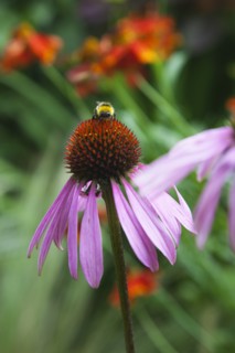 Echinacea