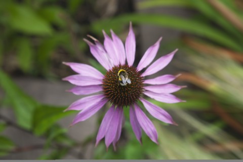 Echinacea