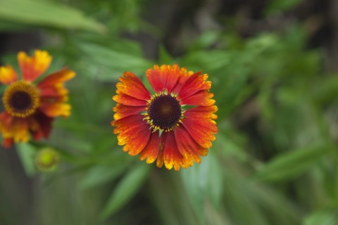 Plants, Flowers, Sneezeweed, Close up of Helenium Moerheim Beauty Sneezeweed flower. 
Photo Zhale