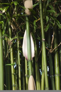 Plants, Bamboo, Close up of Semiarundinaria Fastuosa Bamboo growing in urban garden. 
Photo Zhale