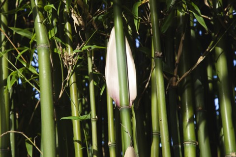 Plants, Bamboo, Close up of Semiarundinaria Fastuosa Bamboo growing in urban garden. 
Photo Zhale