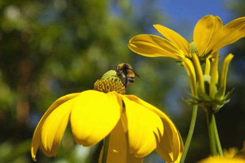 Plants, Flowers, Rudbeckia, Bee on Rudbeckia laciniata Herbstsonne green headed coneflower. 
Photo