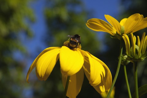 Plants, Flowers, Rudbeckia, Bee on Rudbeckia laciniata Herbstsonne green headed coneflower. 
Photo