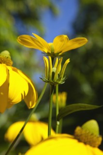 Plants, Flowers, Rudbeckia, Rudbeckia laciniata Herbstsonne green headed coneflower. 
Photo Zhale