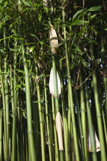 Plants, Bamboo, Close up of Semiarundinaria Fastuosa Bamboo growing in urban garden. 
Photo Zhale
