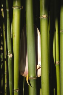 Plants, Bamboo, Close up of Semiarundinaria Fastuosa Bamboo growing in urban garden. 
Photo Zhale