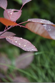 Plants, Smoke Bush, Water droplets on leaves of Cotinus Grace plant. 
Photo Zhale Naoka Gibbs /