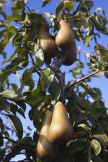 Plants, Fruit, Pears, Conference Pears growing on tree. 
Photo Zhale Naoka Gibbs / Eye Ubiquitous