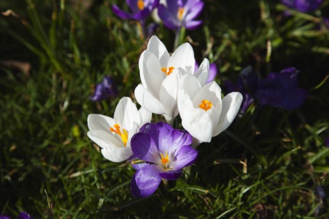 Plants, Flowers, Crocus, Low angled view of Crocuses growing wild amongst grass in public park.