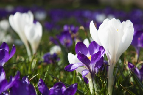 Plants, Flowers, Crocus, Low angled view of Crocuses growing wild amongst grass in public park.