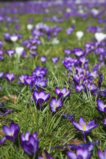 Plants, Flowers, Crocus, Low angled view of Crocuses growing wild amongst grass in public park.