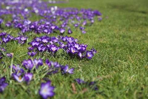 Plants, Flowers, Crocus, Low angled view of Crocuses growing wild amongst grass in public park.